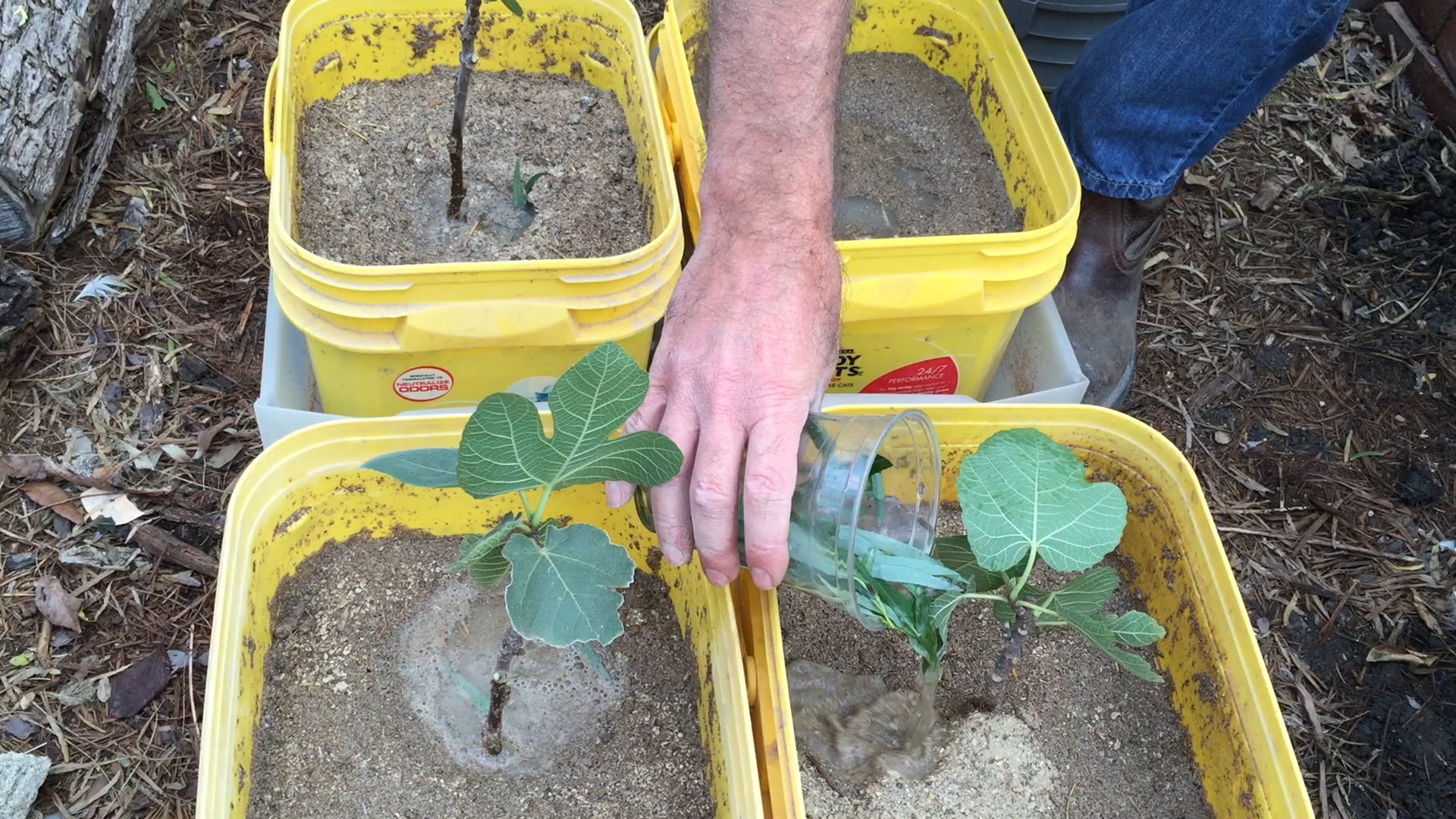 Propagate Fig Trees: How To And Why - Daddykirbs Farm